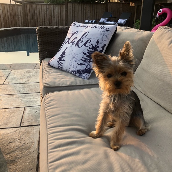 Meet your Posher, Sherry - Picture 1 of 1